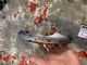 Mercedes-Benz E Class C207 2009-2012 RF Door Exterior Handle