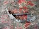 Volkswagen Caddy Type 2K 2010-2015 R Bonnet Hinge 