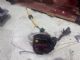 Audi A6 4.5F 2009-2011 LR Door Actuator