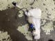 Jaguar XE Series X760 2015-2017 Front Washer Bottle