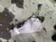 Jaguar XE Series X760 2015-2017 Front Washer Bottle