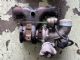 Ford Spectron 83-84 01/83-04/84 Turbo