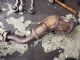 Audi A4 8W 2015-2018 Catalytic Converter