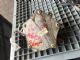 Audi A6 4F 2006-2008 Engine Vacuum Pump