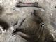 Audi A4 8K 2009-2012 LR Lower Arm
