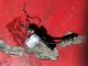 Audi A6 4F 2006-2008 Exhaust Oxy Sensor
