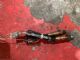 Audi A4 8K 2012-2015 Exhaust Oxy Sensor